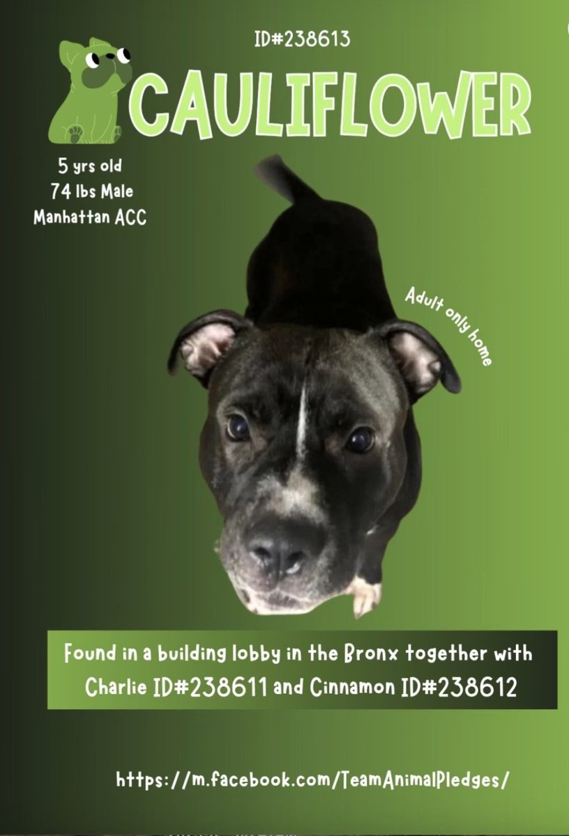 BeeDoDoobieDo's tweet image. #DogoftheDay  ♥️Cauliflower☁️
🏵️Fresh and understated, undoubtedly 
good for your soul!  VERY good boy stuck for 
#131DaysInShelter waiting for his match💞

💫thrives on mental challenges💫enjoys walks or snuggles equally💫house trained, respectful
Bring him safely home♥️#238613