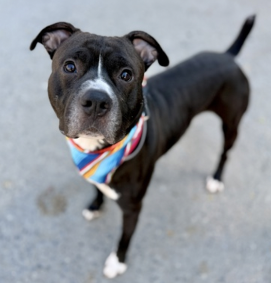 BeeDoDoobieDo's tweet image. #DogoftheDay  ♥️Cauliflower☁️
🏵️Fresh and understated, undoubtedly 
good for your soul!  VERY good boy stuck for 
#131DaysInShelter waiting for his match💞

💫thrives on mental challenges💫enjoys walks or snuggles equally💫house trained, respectful
Bring him safely home♥️#238613