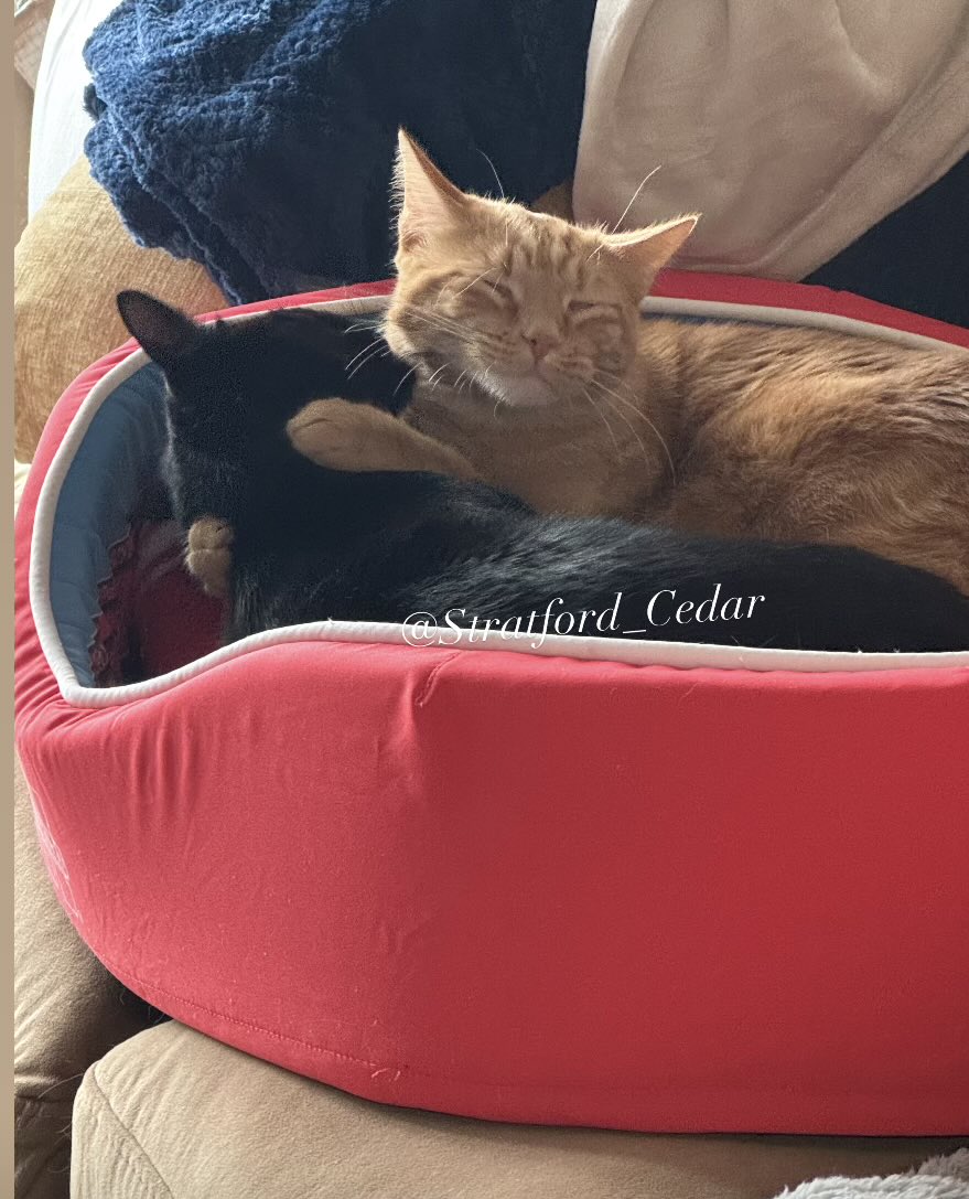 When your sibling is your Valentine…

Sharing an afternoon nap with each other. Wishing you love and purrs.

-S&amp;C  🧡🖤