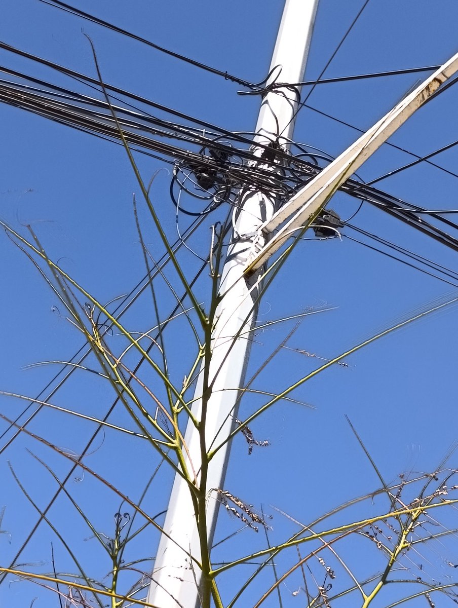 alfbasmen's tweet photo. Una vez más los mal hechos de @totalplaymx y su mugrero de cables, se les dice que usen la ducteria subterránea y les vale.  @RicardoBSalinas pudiera hablar son su gente en #Saltillo #Coahuila https://t.co/j2Um6Rbm8X