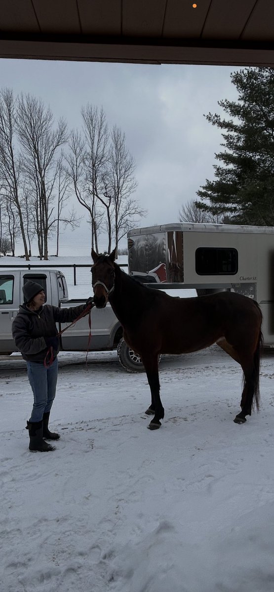 tripletracing3's tweet photo. After being away for almost 7 years later returns to join our broodmares welcome home Josephine https://t.co/wbgxMAxLPq
