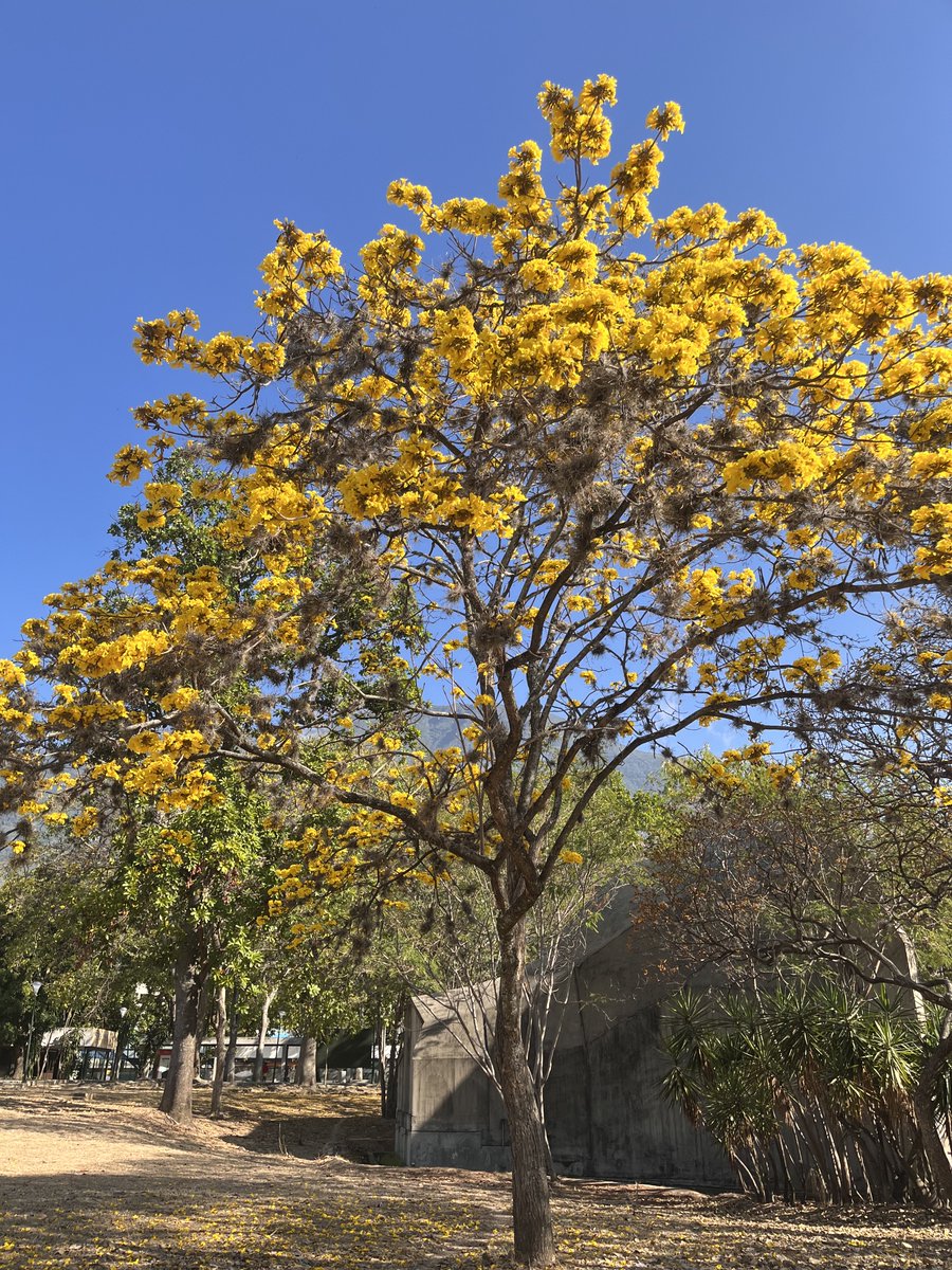 Maria Gabriela Escovar tweet media