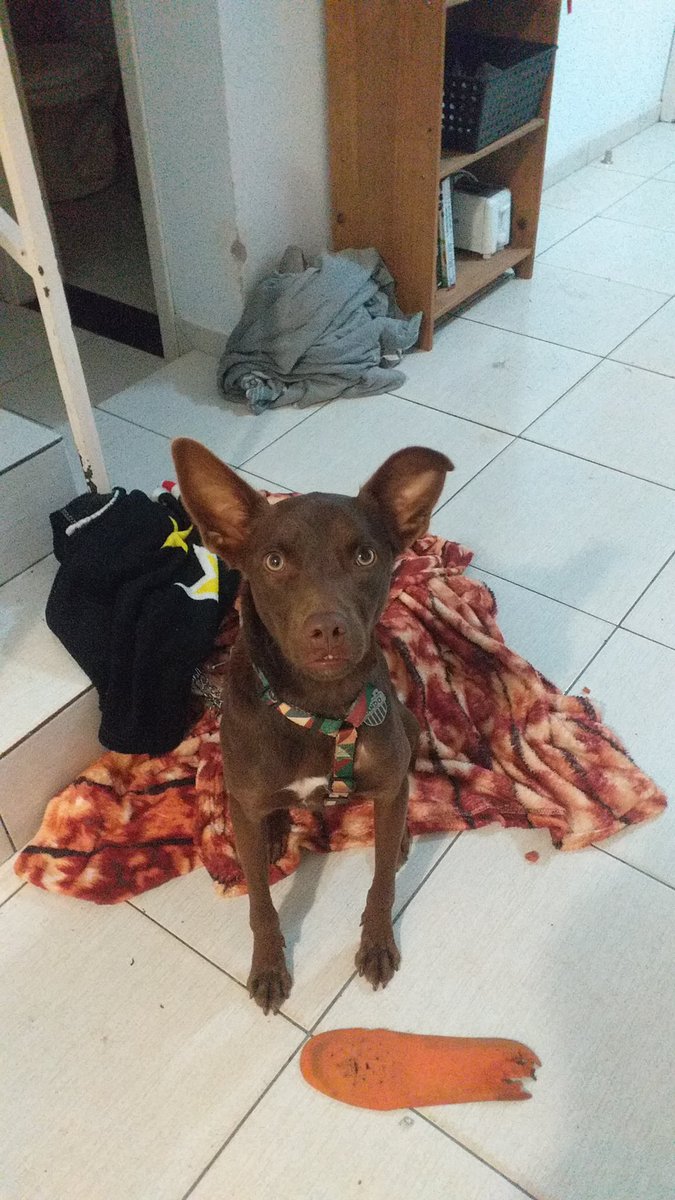 barba_ruiva's tweet image. Quantas saudades do meu nêne! #Wando #UmcãoChamadoWando