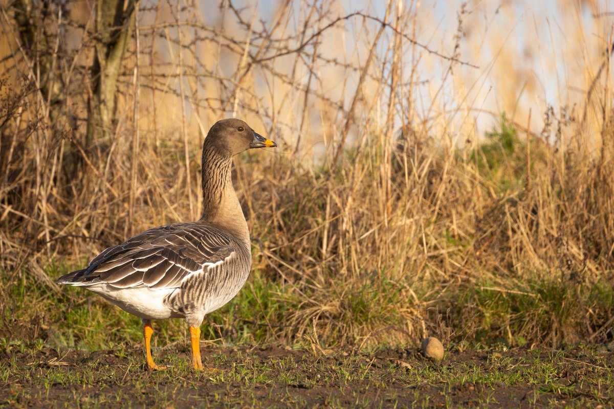 Joebirding's tweet photo. Tundra bean goose at ripon wetlands this afternoon @nybirdnews https://t.co/1U2oAiLo8T