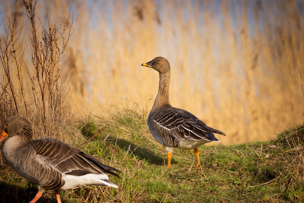 Joebirding's tweet photo. Tundra bean goose at ripon wetlands this afternoon @nybirdnews https://t.co/1U2oAiLo8T