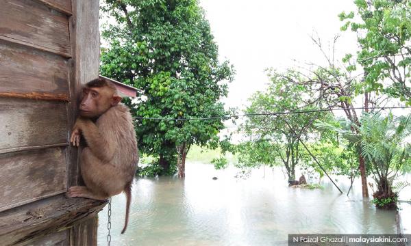 인도네시아인 왤케 성난 원숭이같은지 누가 설명 좀 해주실분ㅋㅋ 그사람들 진짜 유전적으로 사람 아닌거 같은데 혹시 아시는분 있나요? 잦은 홍수로 사람들은 다 죽고 나무타기 잘하는 원숭이만 살아남은건가요?