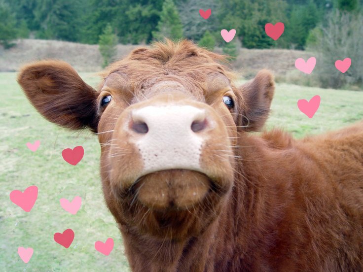 ★ | Happy Snout Saturday and Valentines day !!