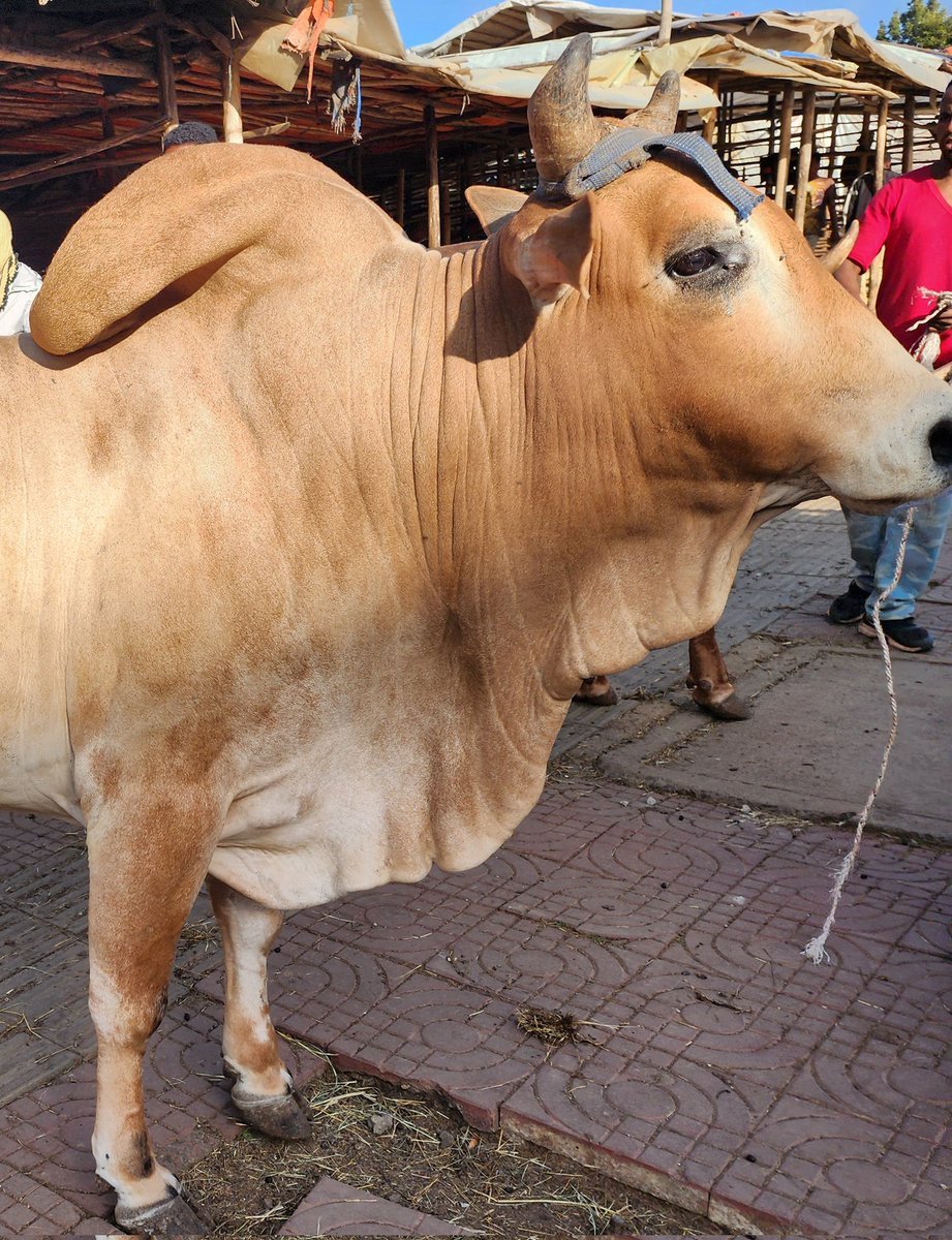 አጋፋሪ tweet media