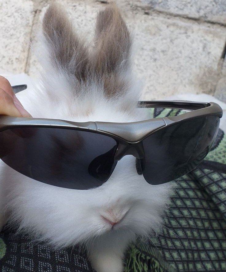 omar as bunny🐇 (@omarasbunny) on Twitter photo 