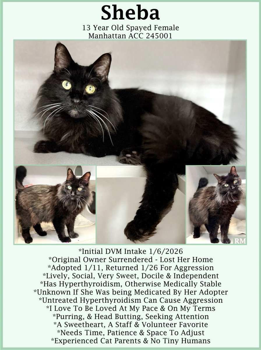 🆘URGENT🆘SENIOR ALERT🙏🏾PLZ KEEP SHARING🆘MEDICAL PRIORITY🆘
🙏🏾PLZ #PLEDGE 2 SAVE MY LIFE
💘Sweet 13YO #Senior Black Kitty SHEBA💘
😿💔Adopted &amp; Returned, Has Hyperthyroidism 
🚨Needs #Adoption #Rescue #Foster🚨
▶245001 facebook.com/photo.php?fbid…
🙏🏽#AdoptDontShop
#Manhattan #NYCACC