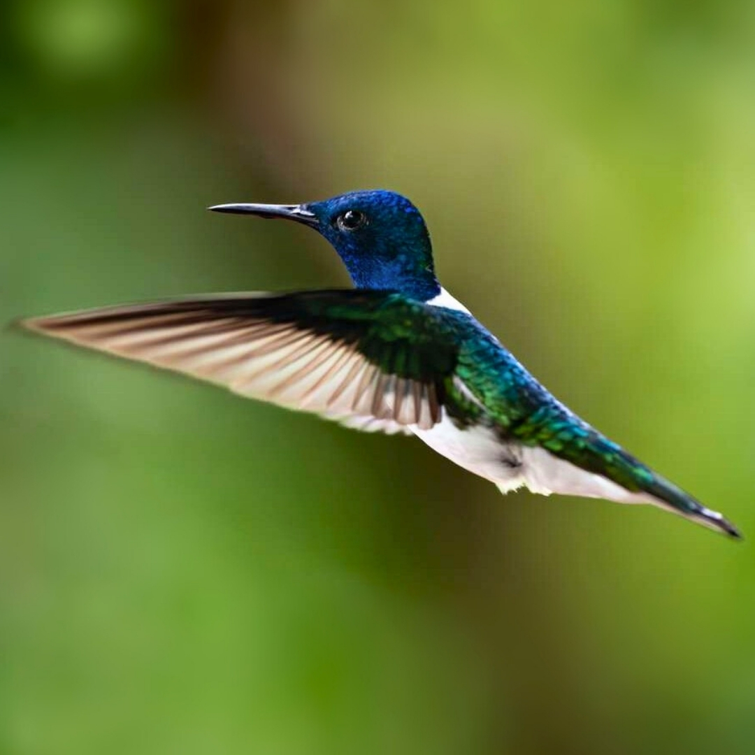 Lindblad Expeditions tweet media