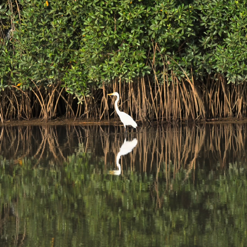 por estes dias na Gâmbia a assistir às maravilhosas simetrias da natureza