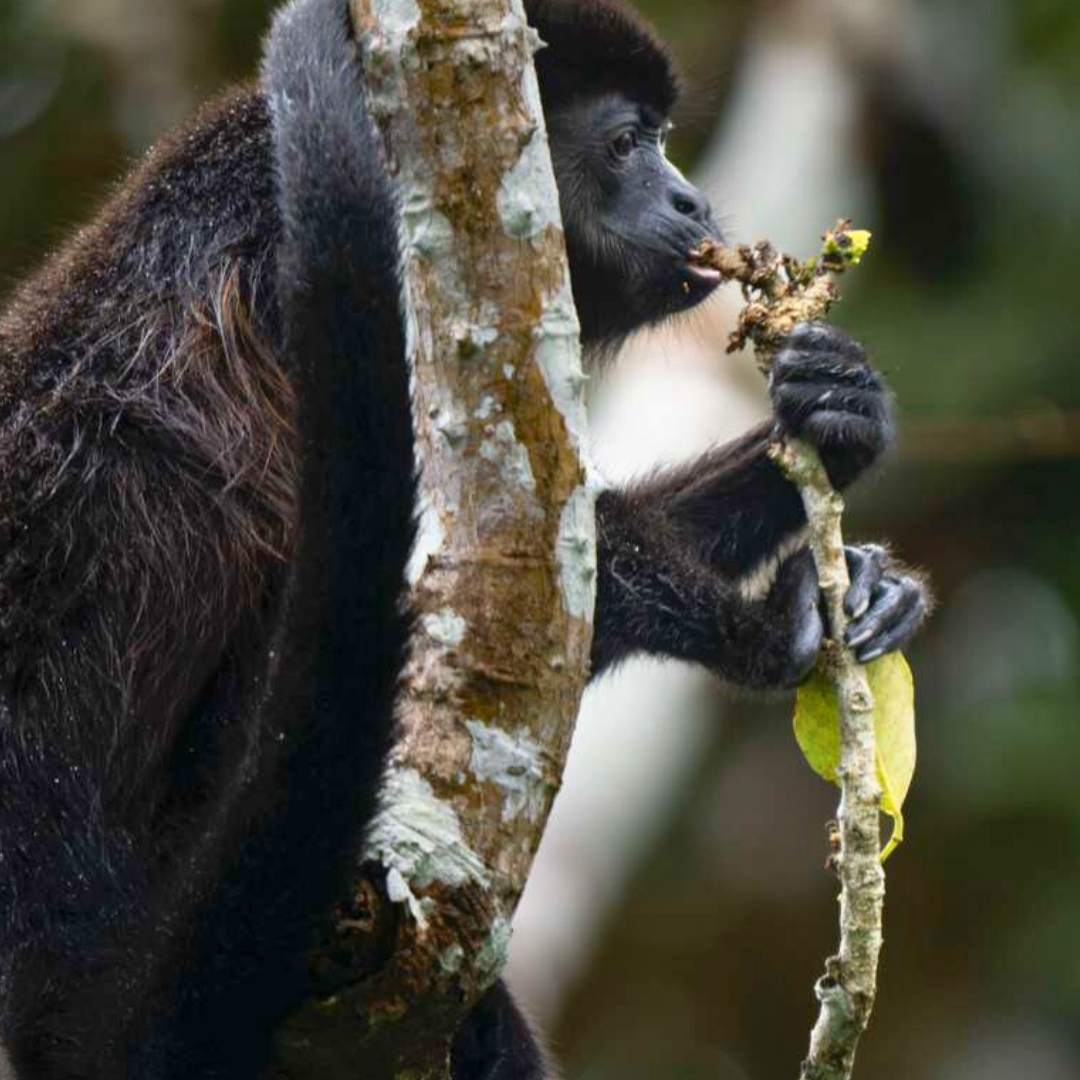 Lindblad Expeditions tweet media