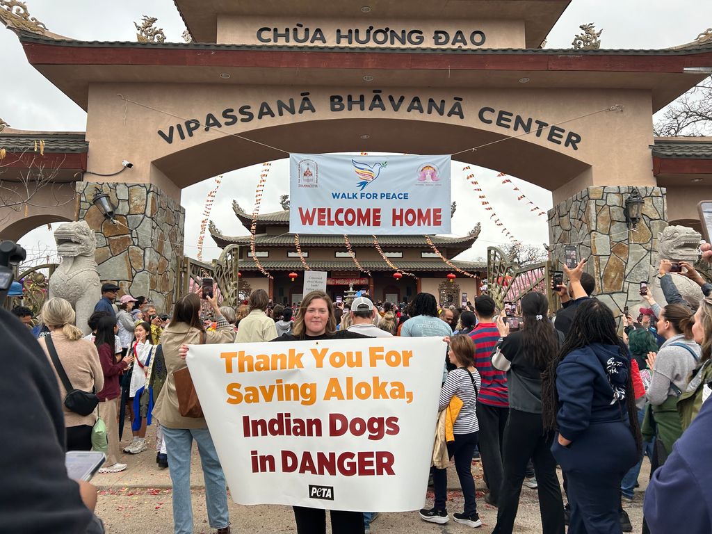 At the end of their Walk for Peace, PETA welcomed the venerable monks in Fort Worth, TX for their Homecoming Walk. We thanked them for rescuing Aloka and urged protection for India’s other community dogs like Aloka.