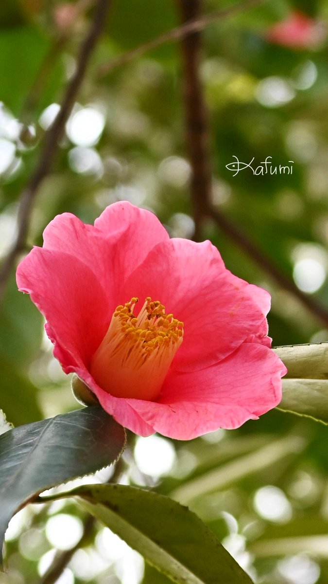 花日記 Community on X - 307 Members