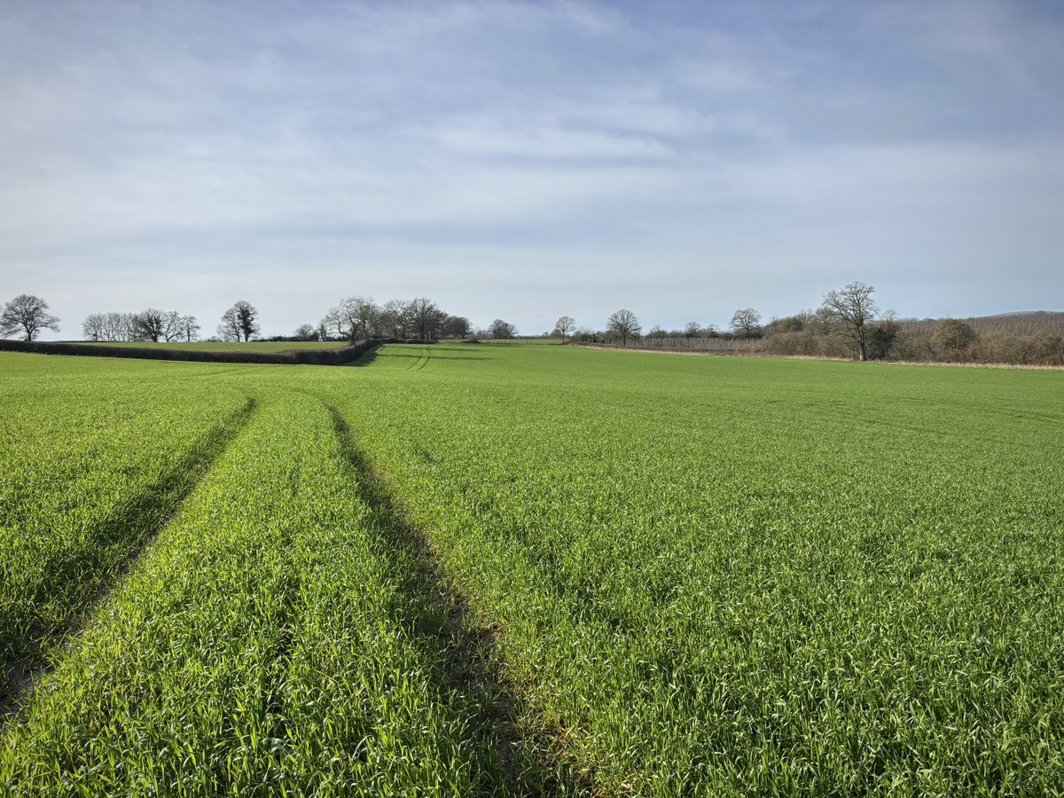 First time we’ve grown Triticale, it’s looking very strong for the time of year. It probably would have benefited from having some wooly growth regulators over it! 🐑