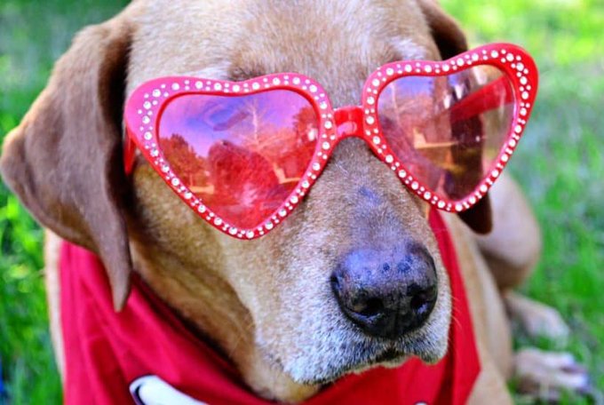 Have you just welcomed a new "puppy love" into your heart and home? ❤️🐶 Here are some Valentine-inspired dog names that you might love for your new fur baby dogtipper.com/valentines-dog…