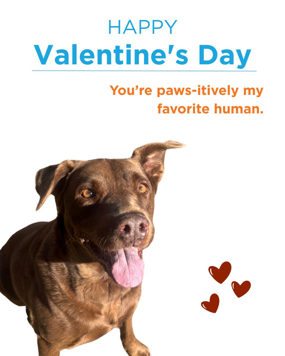 Roses are red, violets are blue, we love pets and we know you do too. This Valentine’s Day we’re celebrating wagging tails, happy purrs, and a community that believes every pet deserves a little extra love. Thanks for being part of all the heart behind what we do.