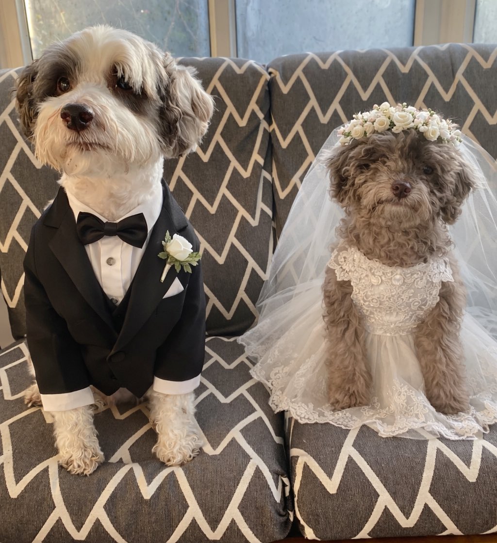 We are off to the wedding of the year, ours best pals Lilly &amp; Loki tied the knot today! 💒 We are a bit late to the pawty, so we hope there’s some snossige buffet left! #lillyandlokisbigday