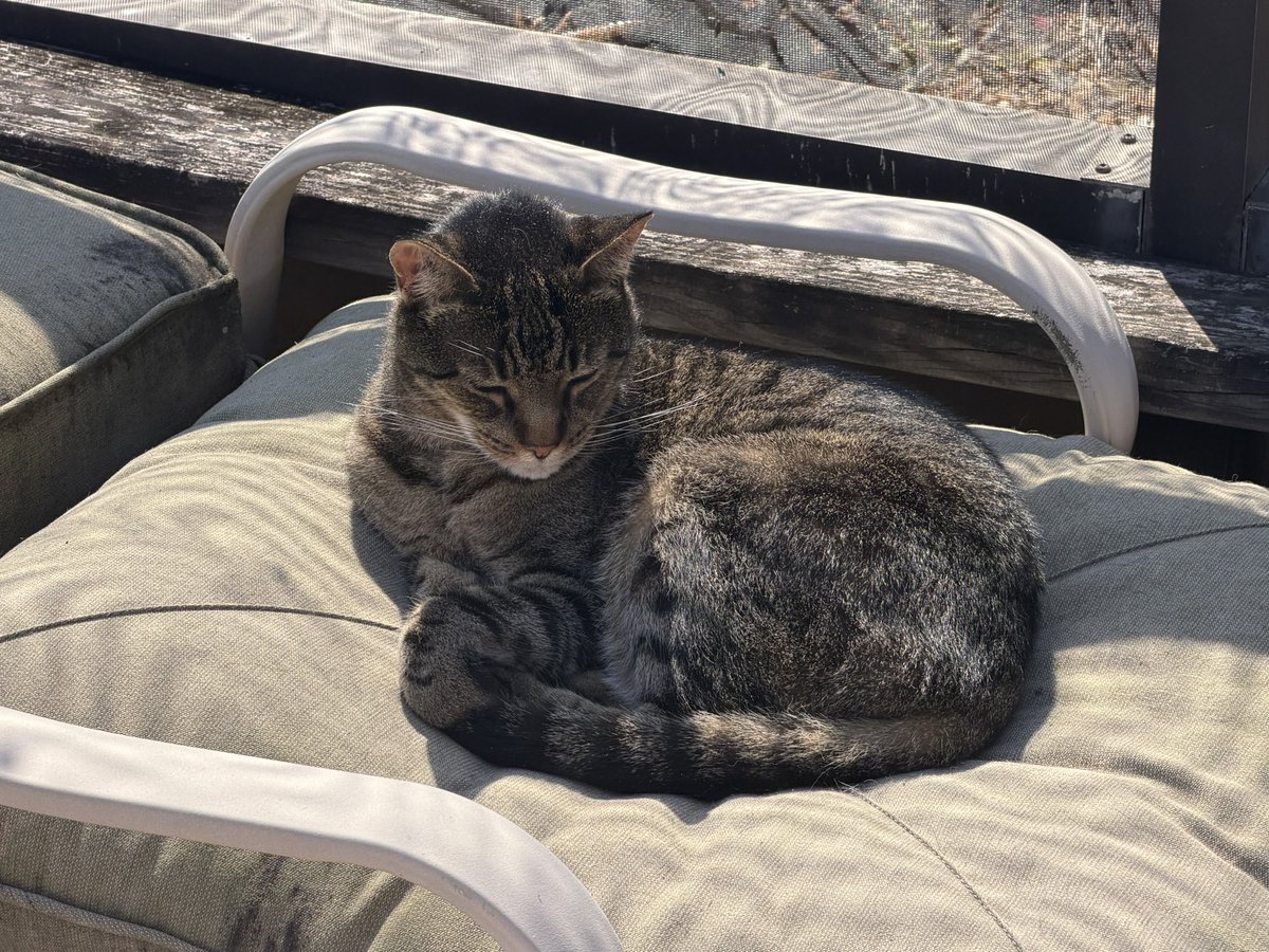 SkittlesFriends's tweet image. Skittles: Hello Everyone, it’s just another “Exciting” #Caturday afternoon on the Catico. 😹😹😹
#CatsOfTwitter 
#HappyCats 
#Purrs4Peace