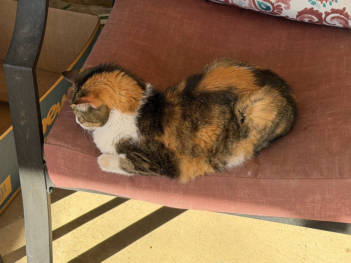 SkittlesFriends's tweet image. Skittles: Hello Everyone, it’s just another “Exciting” #Caturday afternoon on the Catico. 😹😹😹
#CatsOfTwitter 
#HappyCats 
#Purrs4Peace