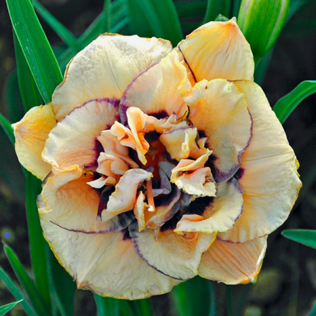 ✨ simulation error ✨ tweet media