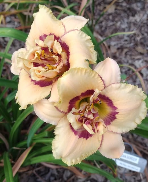 ✨ simulation error ✨ tweet media