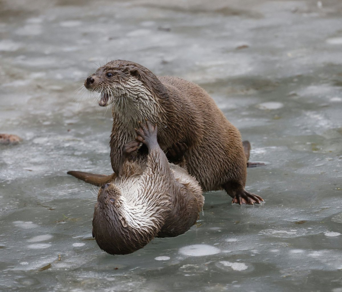 Manfred Pohler 📯🕊️🇺🇦 💉🇪🇺 tweet media