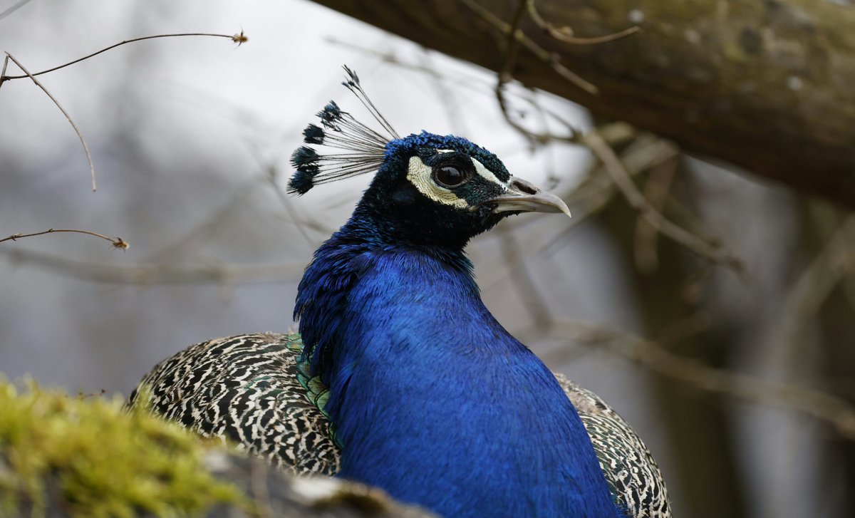 Manfred Pohler 📯🕊️🇺🇦 💉🇪🇺 tweet media