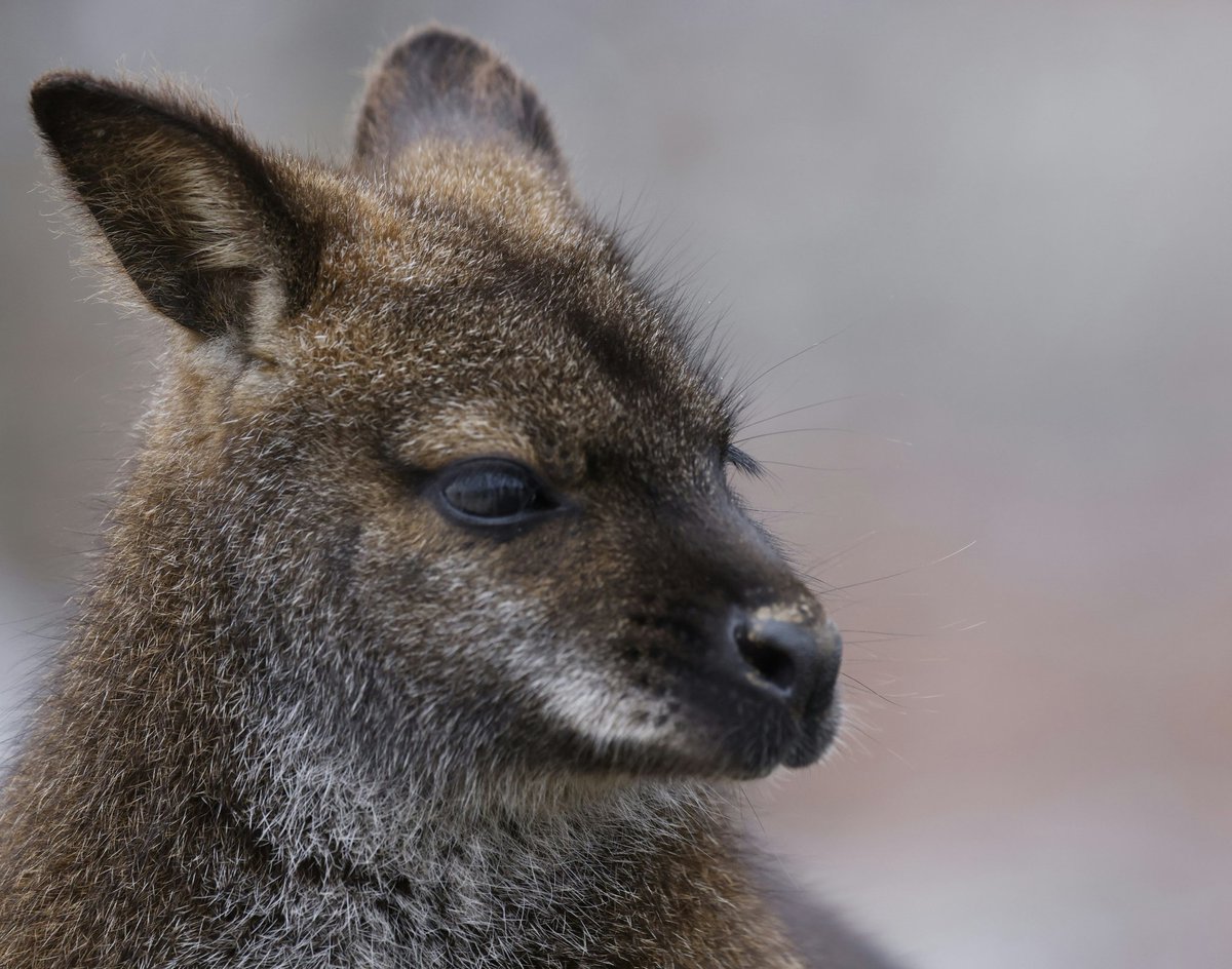 Manfred Pohler 📯🕊️🇺🇦 💉🇪🇺 tweet media