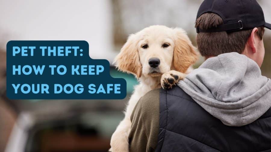 Did you know that roughly 2 million dogs and cats in the US are stolen each year? On this Pet Theft Awareness Day, here are a few tips to help protect your canine companion dogtipper.com/pet-theft-dogn…