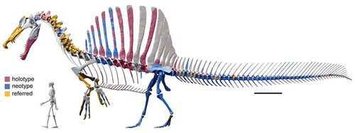 Esteemed researcher Gregory S. Paul has decided to split spinosaurs into two separate genera, Stromospinus gigantis and Nizarodon africanum. When asked about decision he has been quoted saying "Sorry Ibrahim, I was bored." 

Source:      pmc.ncbi.nlm.nih.gov/articles/PMC56…