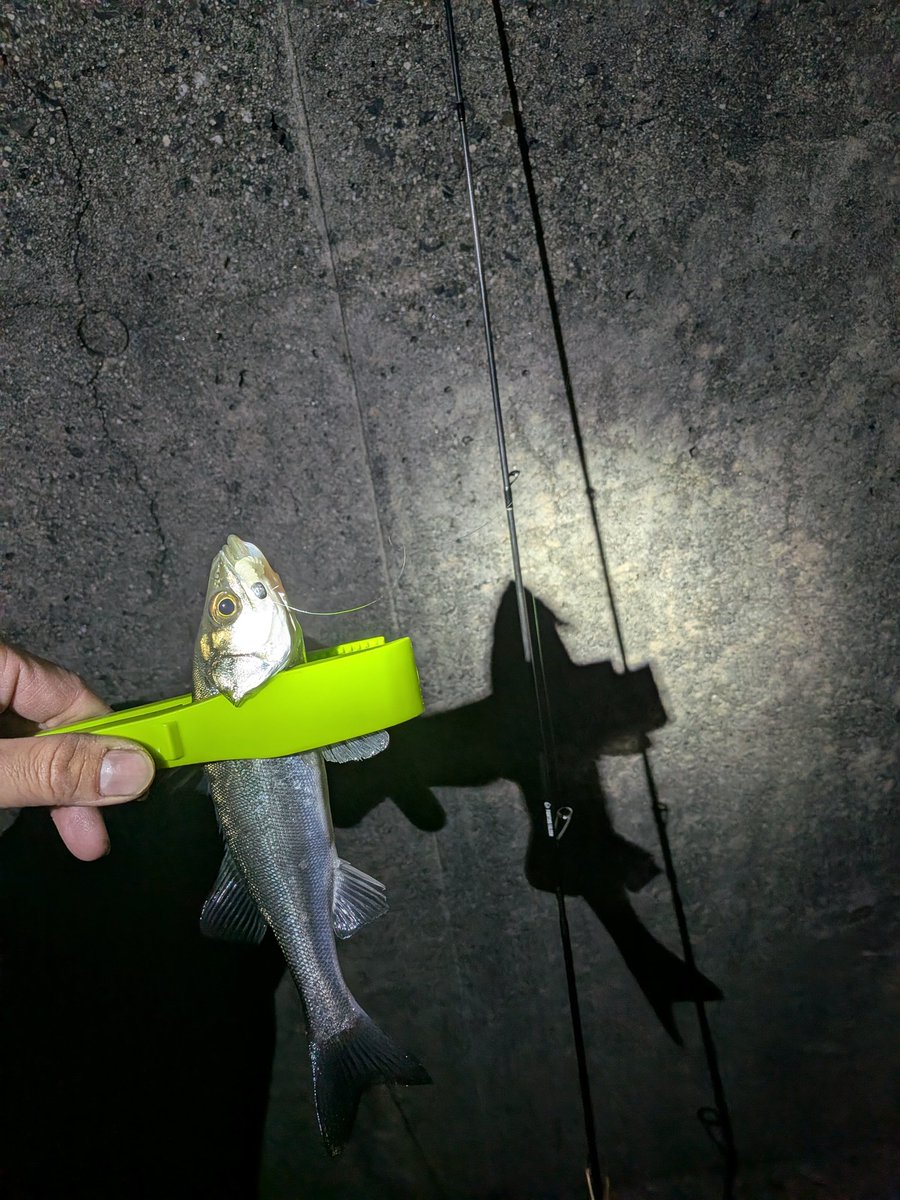 9時からセイゴ狙いで霞釣り公園へ 釣果は7匹 11時に気力尽きて撤収でっす🫡