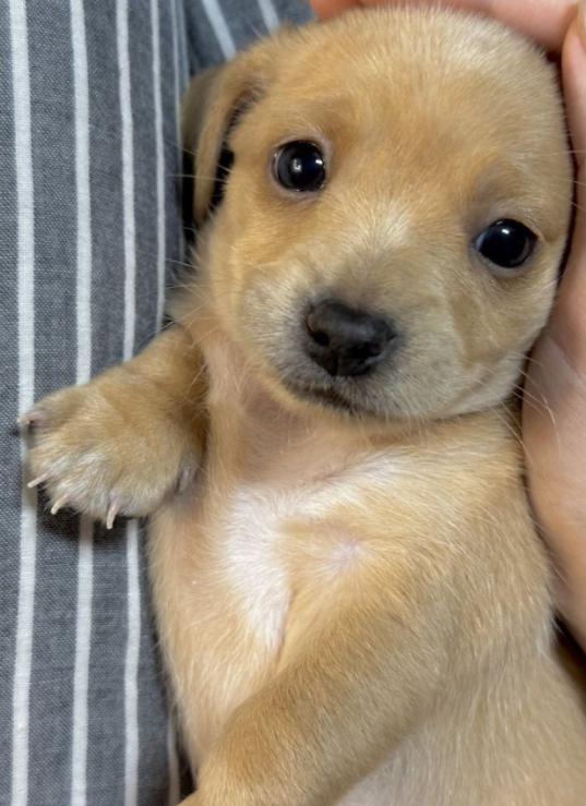 Best in Dogs tweet media