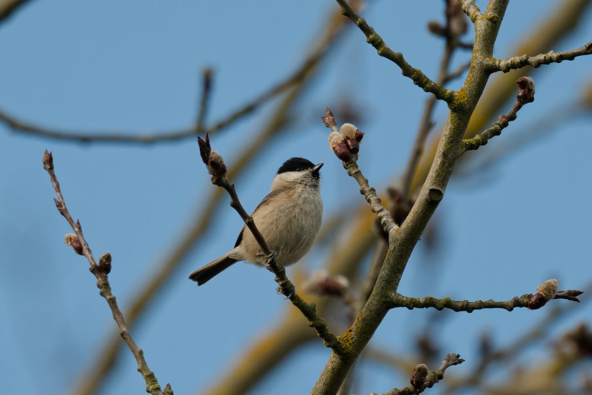 Eat Sleep Bird Repeat tweet media