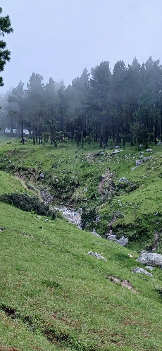 Alvaro Simon Padros tweet media