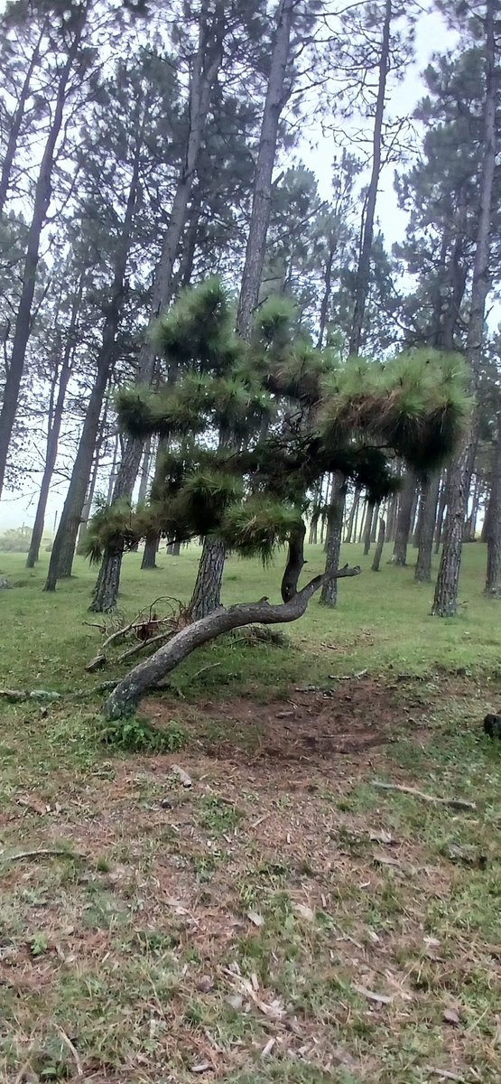 Alvaro Simon Padros tweet media