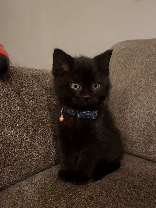 Saracen led <a href="/BlckMagicVixen/">𝕭𝖗𝖔𝖐𝖊𝖓 𝕼𝖚𝖊𝖊𝖓 ~ 𝕬𝖚𝖗𝖔𝖗𝖆</a> to his study, telling her to close her eyes before he opened the door. Leading her in as he smirked.

"Alright, open."