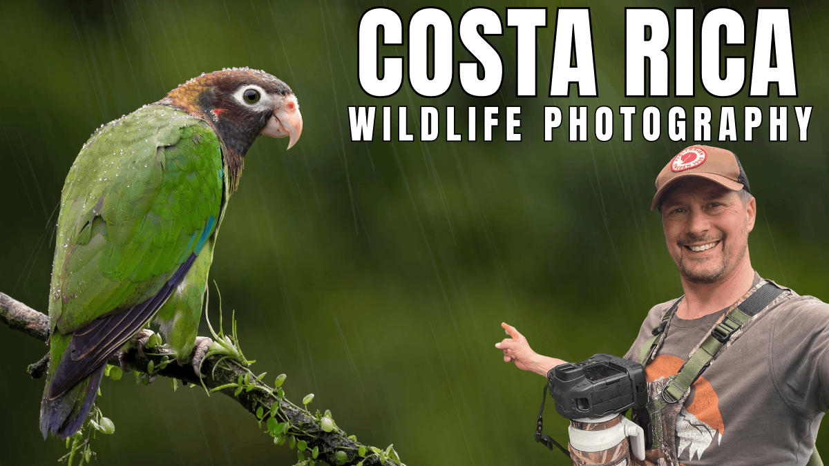 Richard Birchett Wildlife Photography tweet media