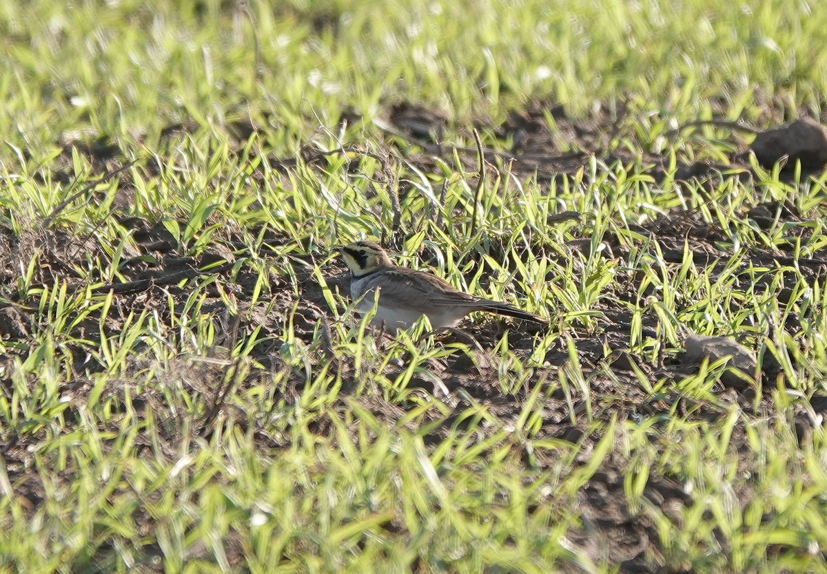 Long Nab Birder tweet media