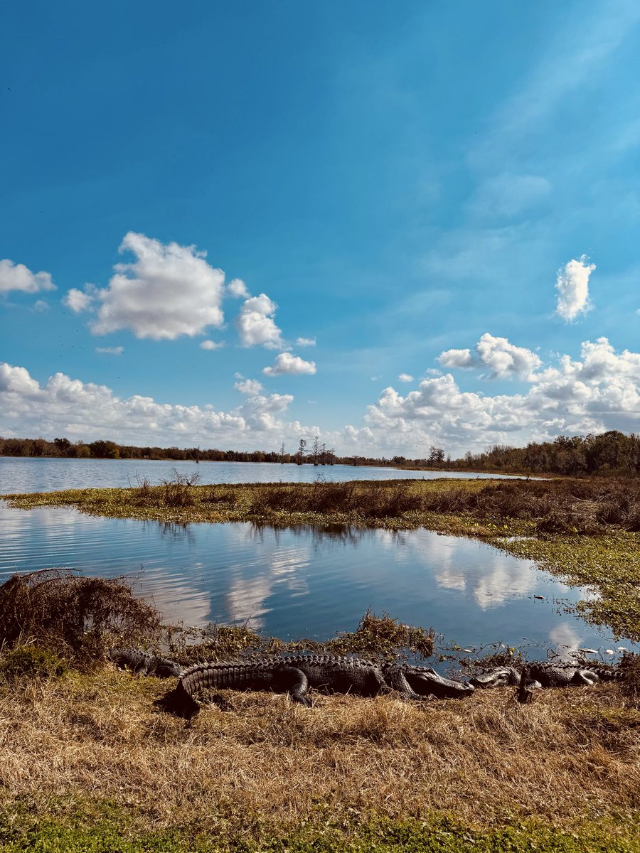 dolbyl's tweet image. It’s an all gator 🐊 day at Circle B Barr Reserve in Lakeland, FL ❤️. #optoutside #getoutside #nature #NaturePhotography #lovefl #hikefl #hikeflorida #floridatrails #trailslikethese