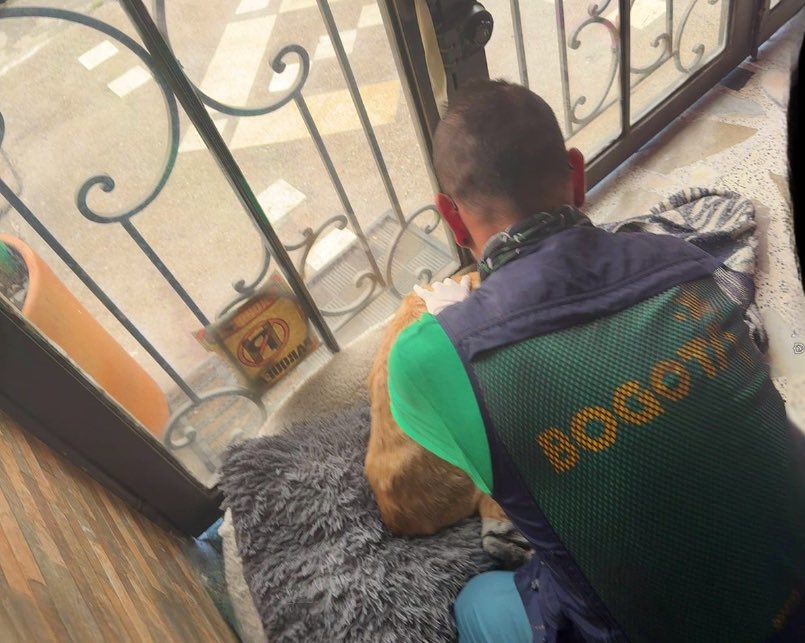 Atendimos el reporte ciudadano de un perrito en mal estado en la localidad de Kennedy.

En valoración se evidencia deterioro de su salud y falta de atención médica. Se logra la entrega voluntaria del perrito e ingresa a urgencias veterinarias para su diagnóstico y tratamiento.