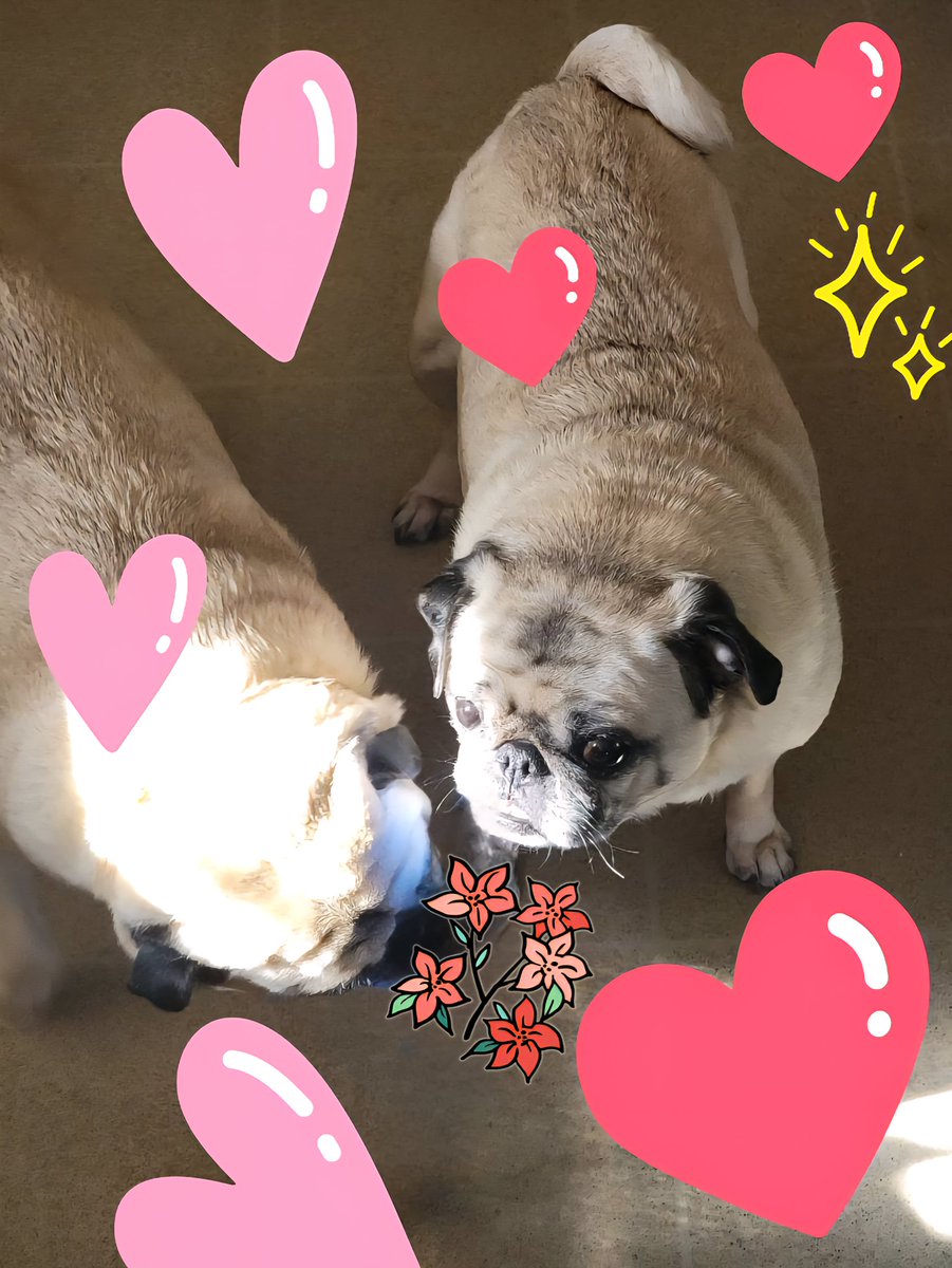 パグお(パグファンシャー) (@pug3ta) / Posts / X