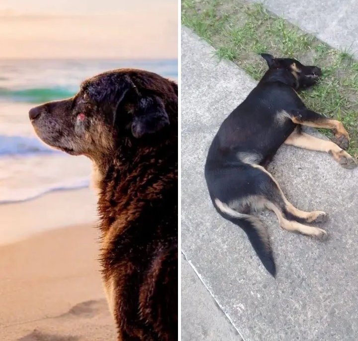 lola19803789's tweet photo. MATANÇA DE CÃES NO BRASIL. 

O que está acontecendo com jovens em SANTA CATARINA? #ORELHAFEDERALIZAContinuem https://t.co/A728SkDzI7