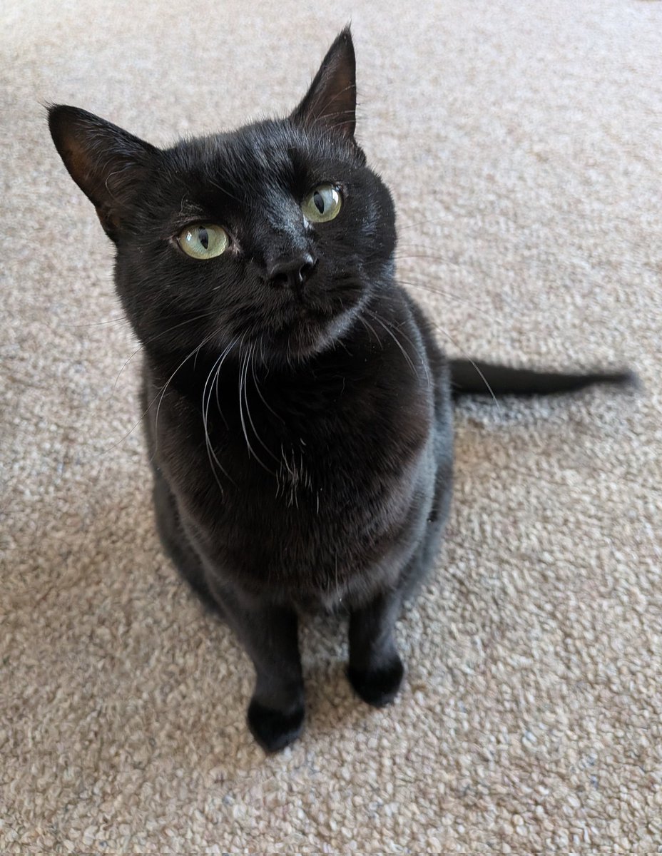 Happy #Caturday from sweet Lucy