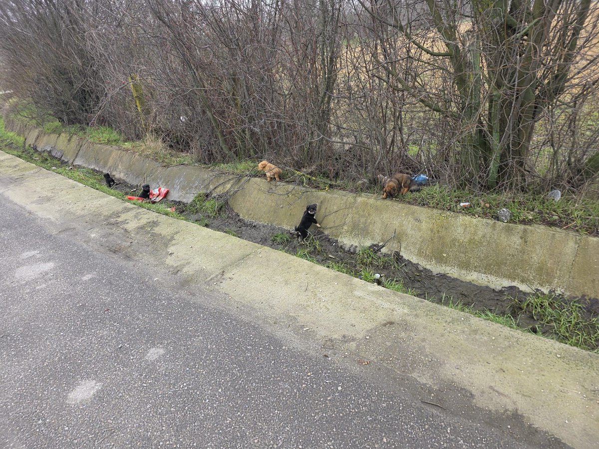 Paws2RescueUK tweet media