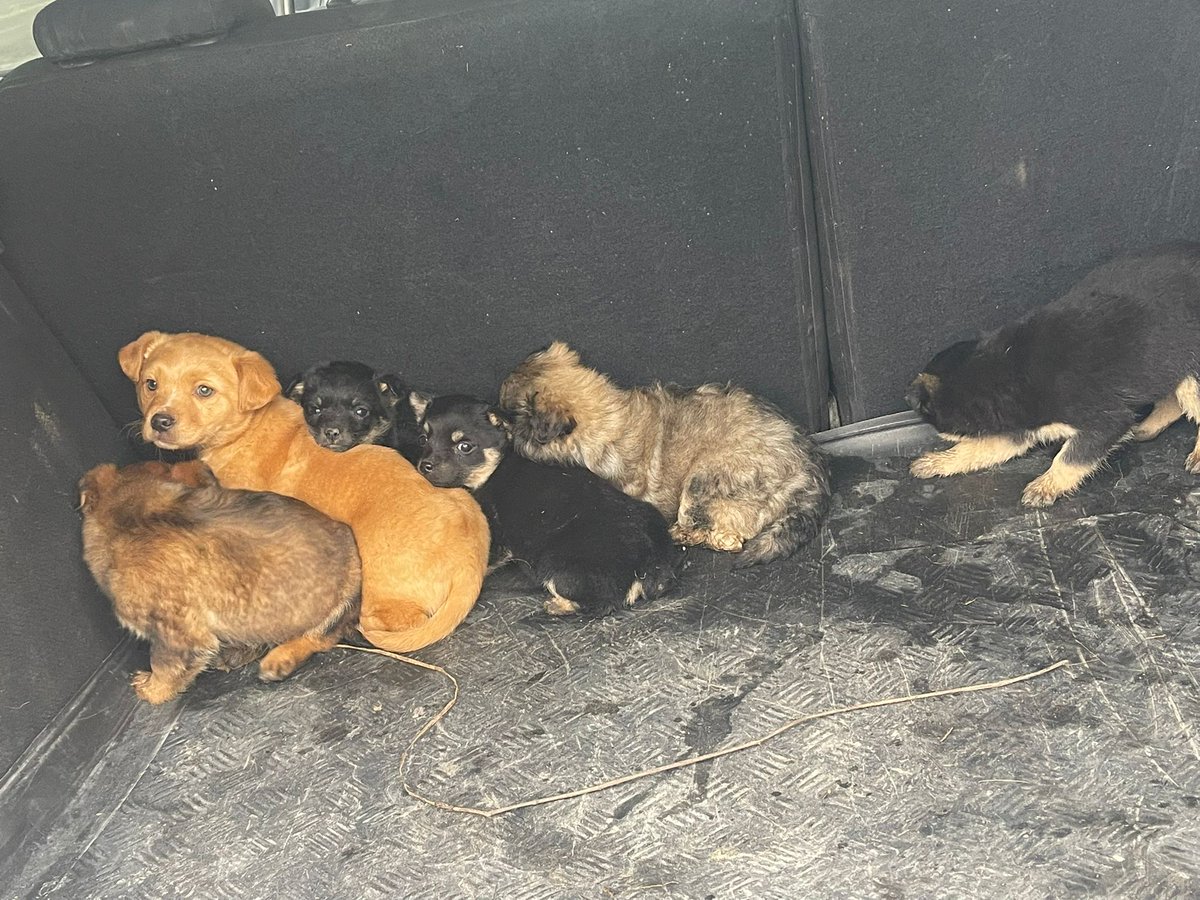 Paws2RescueUK tweet media