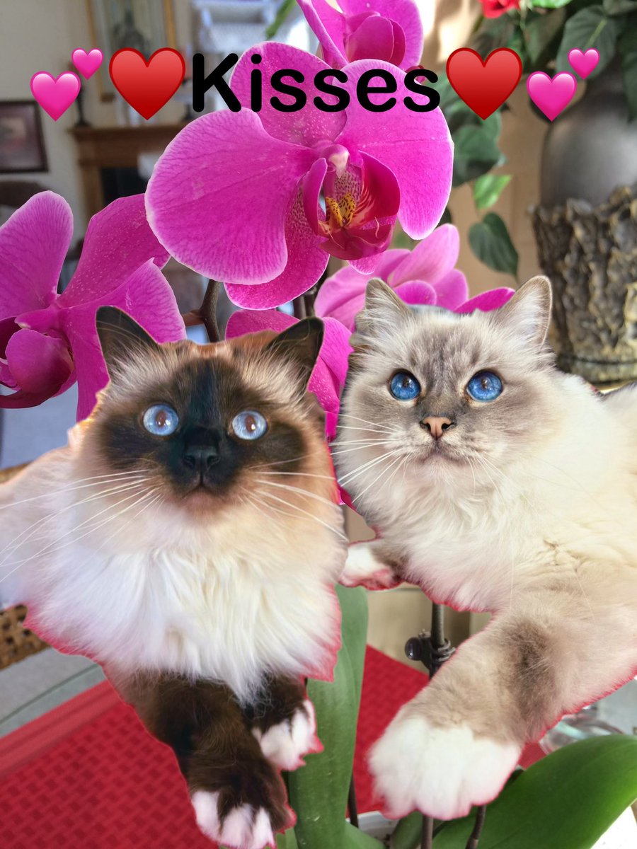 💕♥️💕 Happy Valentines Day💕♥️💕
              ♥️💕♥️Ari &amp; Cali♥️💕♥️
    😘💋😘💋#Caturday😘💋😘💋