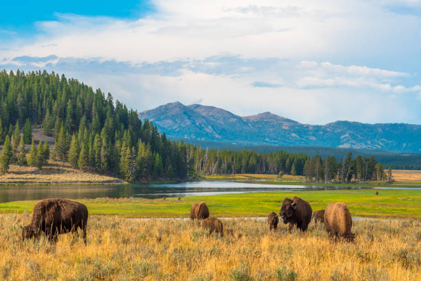 On this day in 1872, Yellowstone became the world's first National Park.

It started quite the trend, as there are now more than 6,500 National Parks worldwide.