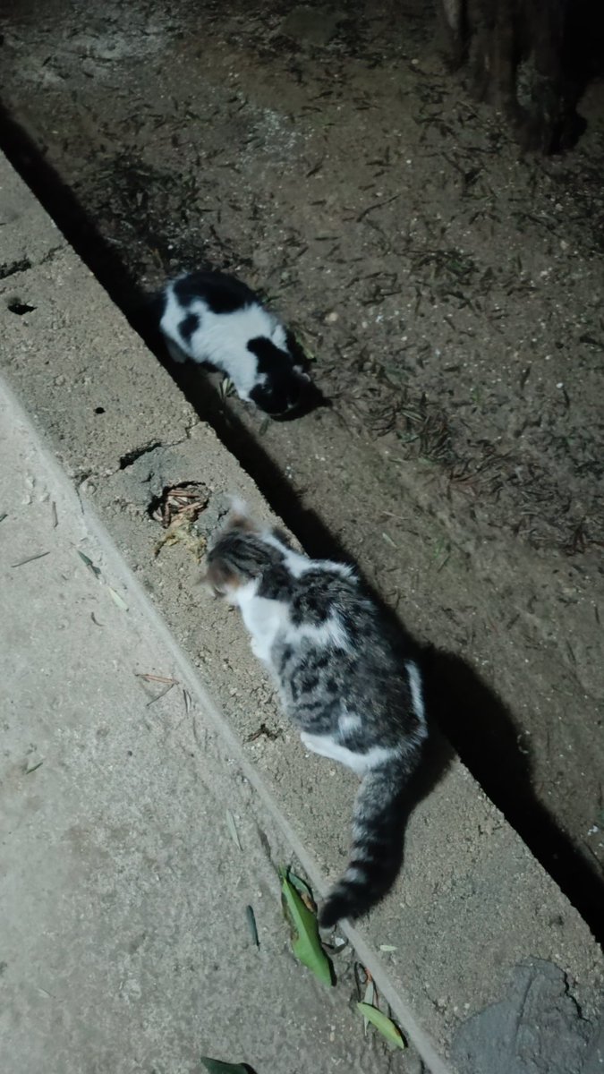 Sevgi paylaşmaktı🫶 Dünya Sevgi Günü Kutlu Olsun yeruhe🐾☺️